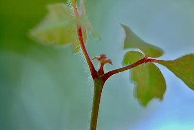 Acer griseum - javor šedý - vývoj listu